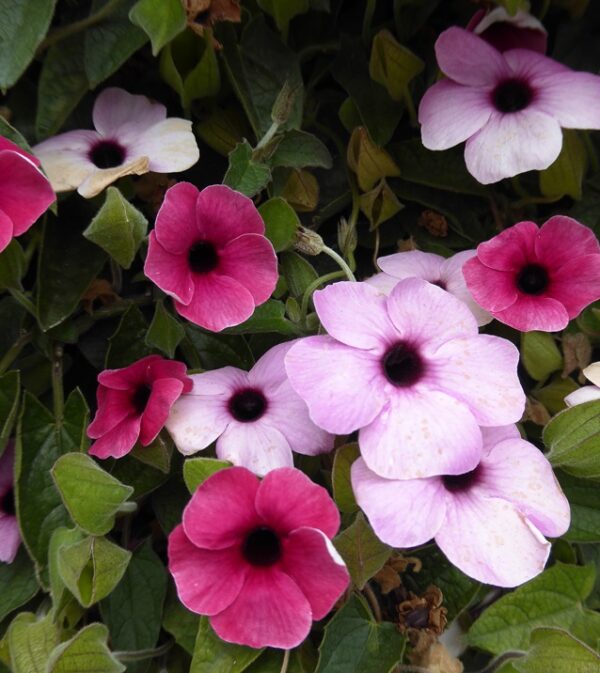Thunbergia Alata Sunny Susy® Rose Sensation Plug Plant Pack x6
