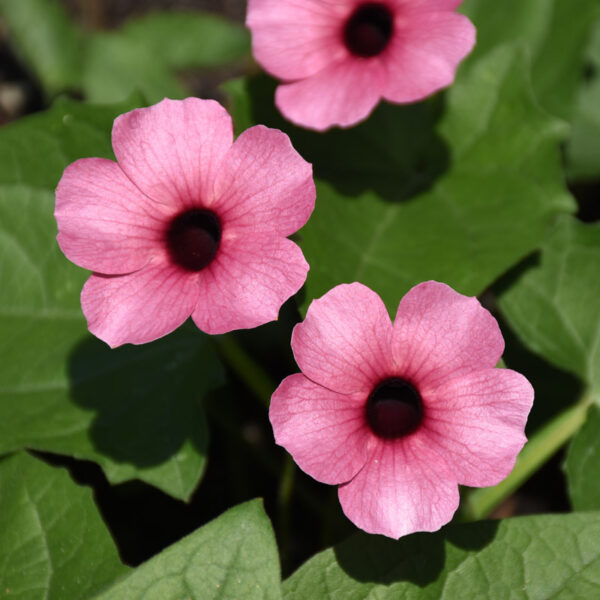 Thunbergia Alata Sunny Susy® Rose Sensation Plug Plant Pack x6