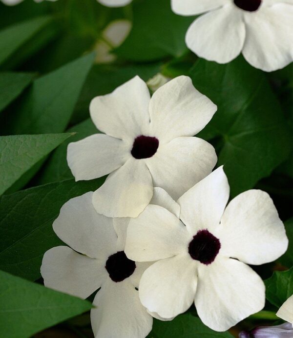 Thunbergia Alata Sunny Susy® White Halo Plug Plant Pack x6