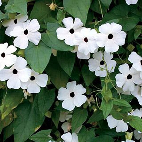 Thunbergia Alata Sunny Susy® White Halo Plug Plant Pack x6