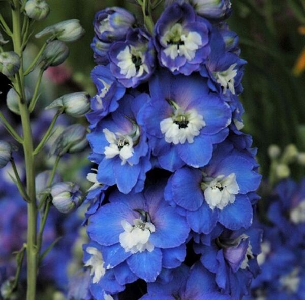 Delphinium Aurora F1 Blue Perennial LARGE Plug Plants Pack x6