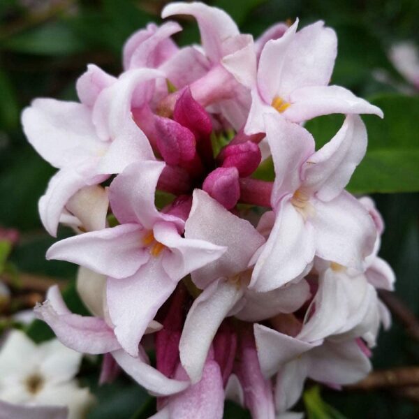 Daphne 'Perfume Princess' Perennial Shrub 9cm Pot Plant x1