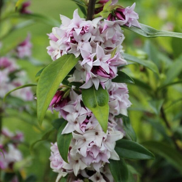 Daphne 'Perfume Princess' Perennial Shrub 9cm Pot Plant x1