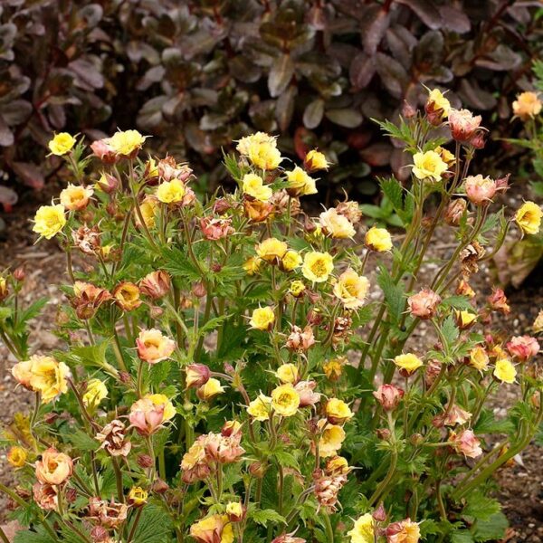 Geum TEMPO™ Yellow Perennial Pack x6 LARGE Plug Plants