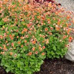 Geum TEMPO™ Orange Perennial Pack x6 LARGE Plug Plants