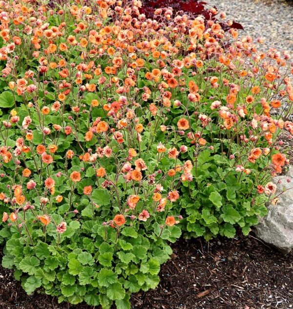 Geum TEMPO™ Orange Perennial Pack x6 LARGE Plug Plants