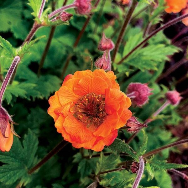Geum TEMPO™ Orange Perennial Pack x6 LARGE Plug Plants