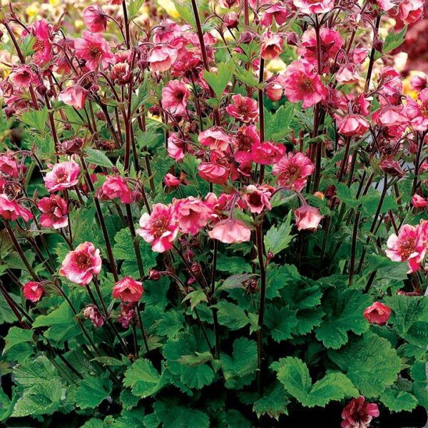 Geum TEMPO™ Rose Perennial Pack x6 Plug Plants