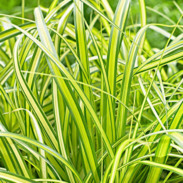 Carex Oshimensis 'Eversheen' Perennial Plug Plants Pack x6