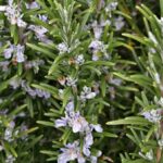 Rosemary 'Officinalis' Garden Herb Garden LARGE Plug Plants Pack x6