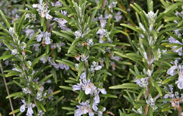 Rosemary 'Officinalis' Garden Herb Garden LARGE Plug Plants Pack x6