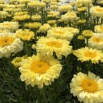 Leucanthemum REALFLOR® ‘Real Goldcup’ Perennial LARGE Plug Plants Pack x6