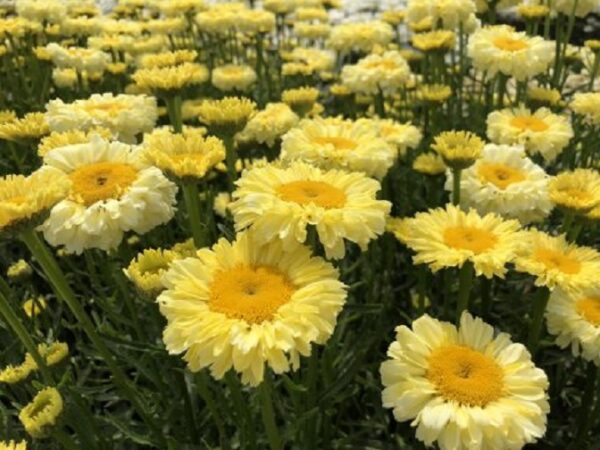 Leucanthemum REALFLOR® ‘Real Goldcup’ Perennial LARGE Plug Plants Pack x6