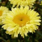 Leucanthemum REALFLOR® ‘Real Goldcup’ Perennial LARGE Plug Plants Pack x6