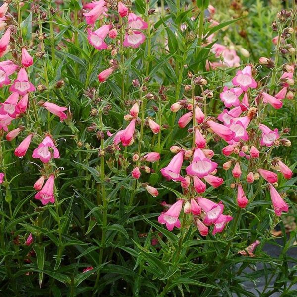 Penstemon HARLEQUIN™ Pink Perennial Plug Plants Pack x6