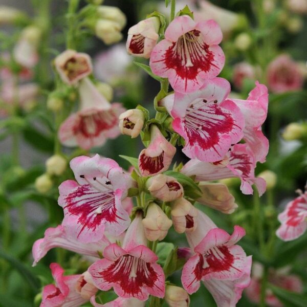 Penstemon HARLEQUIN™ Pink Perennial Plug Plants Pack x6