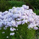 Phlox Paniculata 'Fashionably Early Lavender Ice' LARGE Plug Plants Pack x6