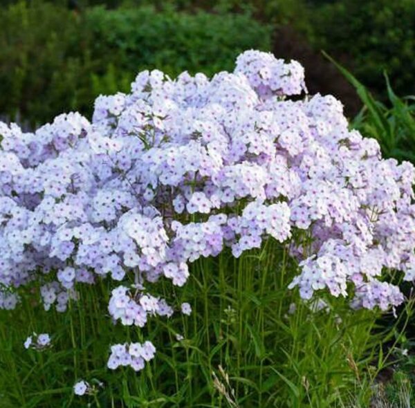 Phlox Paniculata 'Fashionably Early Lavender Ice' LARGE Plug Plants Pack x6