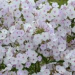 Phlox Paniculata 'Fashionably Early Lavender Ice' LARGE Plug Plants Pack x6