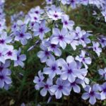 Phlox Divaricata 'Chattahoochee' (Woodland Phlox) LARGE Plug Plants Pack x6