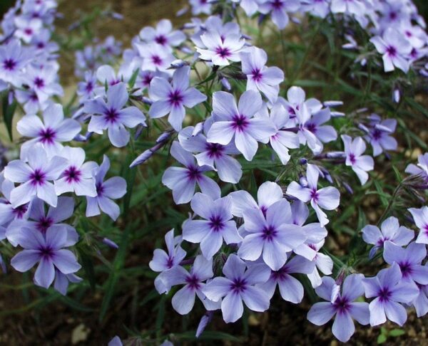 Phlox Divaricata 'Chattahoochee' (Woodland Phlox) LARGE Plug Plants Pack x6