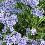 Phlox Divaricata 'Chattahoochee' (Woodland Phlox) LARGE Plug Plants Pack x6