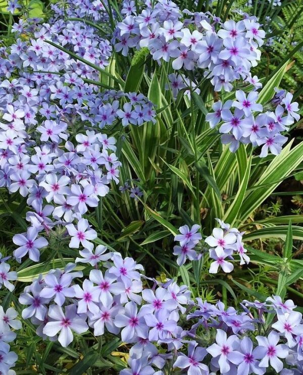 Phlox Divaricata 'Chattahoochee' (Woodland Phlox) LARGE Plug Plants Pack x6