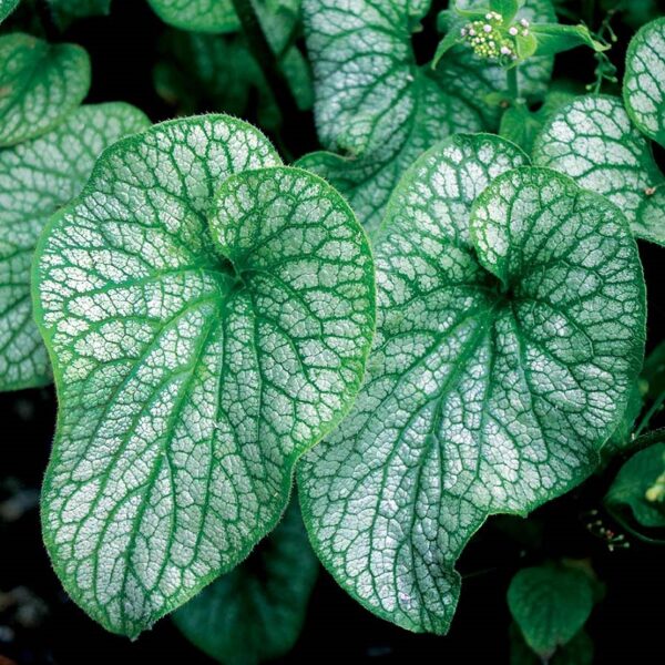 Brunnera Macrophylla 'Alchemy™ Pewter' Perennial (Large) Plug Plants Pack x6