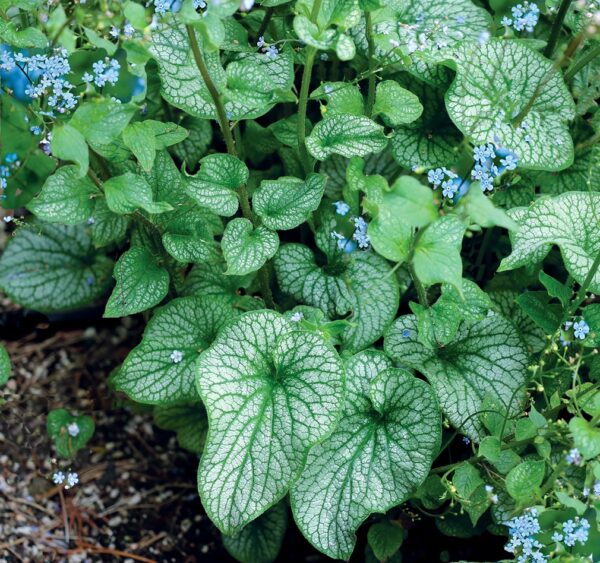 Brunnera Macrophylla 'Alchemy™ Pewter' Perennial (Large) Plug Plants Pack x6