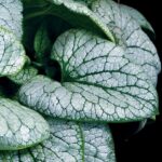 Brunnera Macrophylla 'Alchemy™ Silver' Perennial (Large) Plug Plants Pack x3