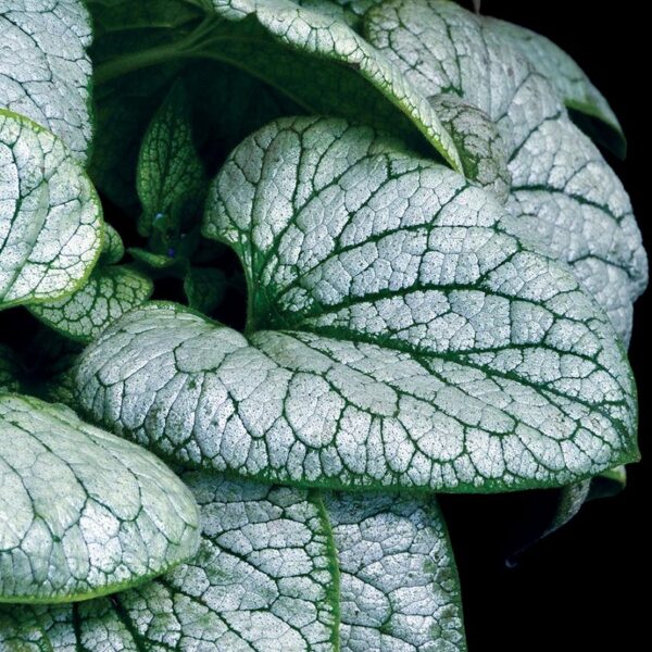 Brunnera Macrophylla 'Alchemy™ Silver' Perennial (Large) Plug Plants Pack x3