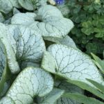 Brunnera Macrophylla 'Alchemy™ Silver' Perennial (Large) Plug Plants Pack x3