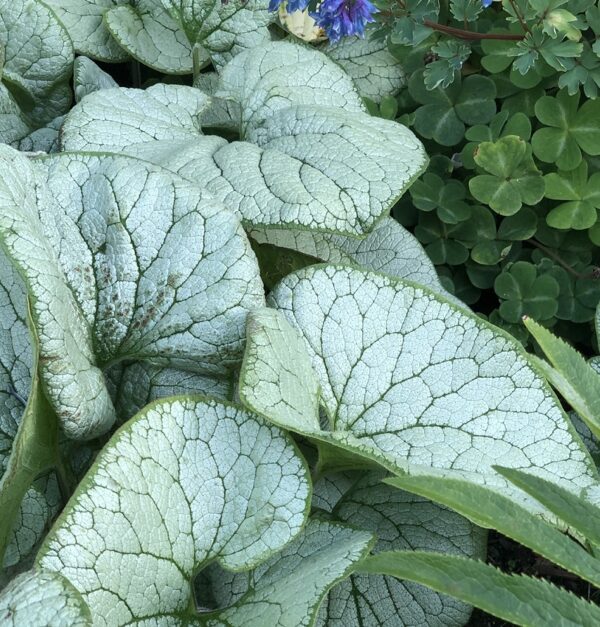 Brunnera Macrophylla 'Alchemy™ Silver' Perennial (Large) Plug Plants Pack x3