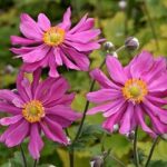 Anemone Japanese Hupehensis 'Prinz Heinrich' Perennial LARGE Plug Plants Pack x6
