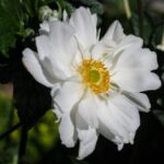 Anemone Japanese × Hybrida 'Whirlwind' Perennial LARGE Plug Plants Pack x6