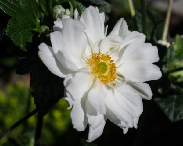 Anemone Japanese × Hybrida 'Whirlwind' Perennial LARGE Plug Plants Pack x6