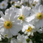Anemone Japanese × Hybrida 'Whirlwind' Perennial LARGE Plug Plants Pack x6