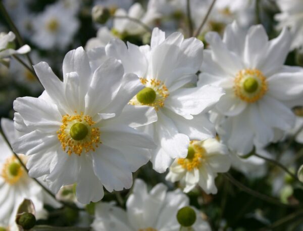 Anemone Japanese × Hybrida 'Whirlwind' Perennial LARGE Plug Plants Pack x6