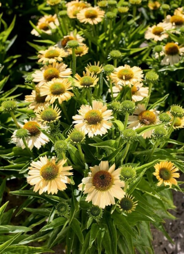 Echinacea Purpurea 'Meditation Lime' Perennial Plug Plants Pack x6