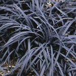 Ophiopogon Planiscapus 'Nigrescens' (Black Grass) Perennial 9cm Pot Plants Pack X3