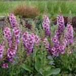 Verbascum Special Dwarf ‘Sugar Plum’ Perennial pack x6 Plug Plants