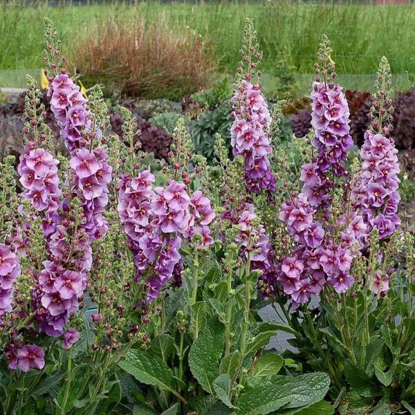 Verbascum Special Dwarf ‘Sugar Plum’ Perennial pack x6 Plug Plants
