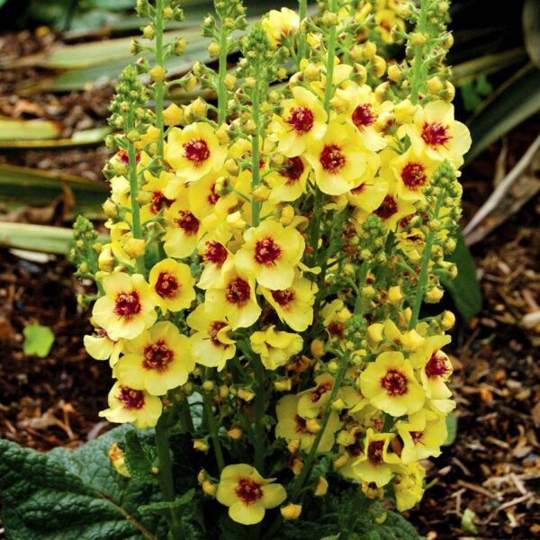 Verbascum Special Dwarf ‘Dark Eyes’ Perennial pack x6 Plug Plants