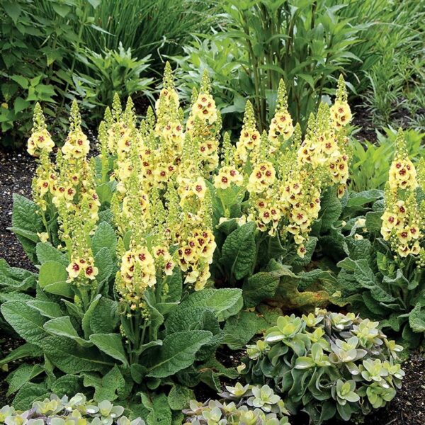 Verbascum Special Dwarf ‘Dark Eyes’ Perennial pack x6 Plug Plants