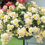 Begonia Sweet Spice Citrus Trailing Plug Plants Pack x6