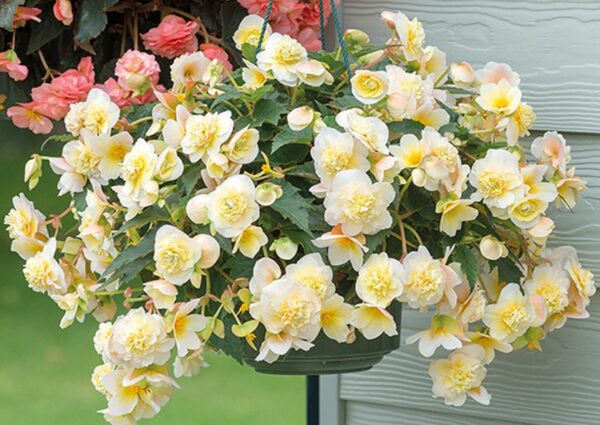 Begonia Sweet Spice Citrus Trailing Plug Plants Pack x6