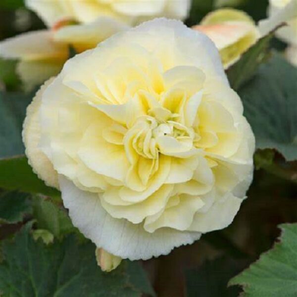 Begonia Sweet Spice Citrus Trailing Plug Plants Pack x6