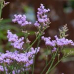 Limonium Sea lavender ‘Dazzle Rocks' Pack x6 Plug Plants
