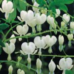 Dicentra Spectabilis (Bleeding heart) 'Alba' Perennial 9cm Pot Plants Pack x3