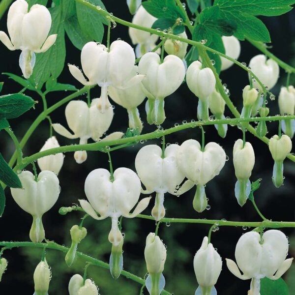 Dicentra Spectabilis (Bleeding heart) 'Alba' Perennial 9cm Pot Plants Pack x3